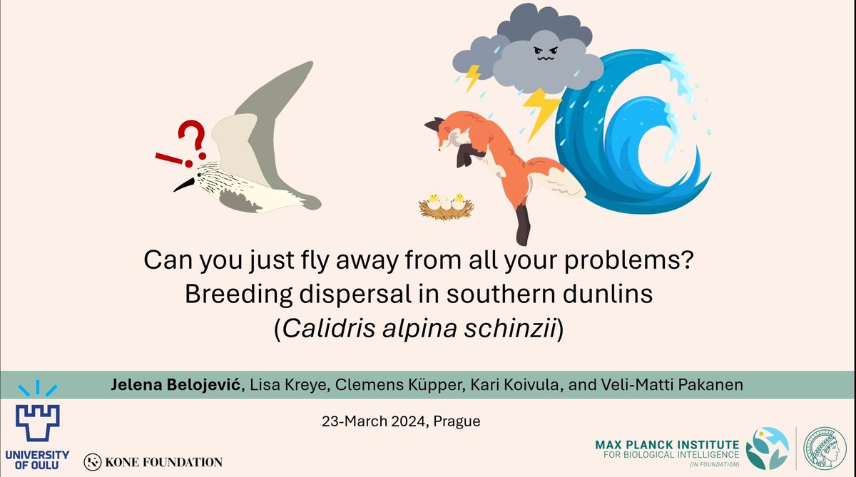 Super happy to have presented at <a href="/FM_EOU_2024/">EOU Fledglings Meeting 2026</a> and showing off the cutest shorebirds chicks (among other things). #southerndunlins are seriously threatened and their problems are piling up in the #BayOfBothnia.