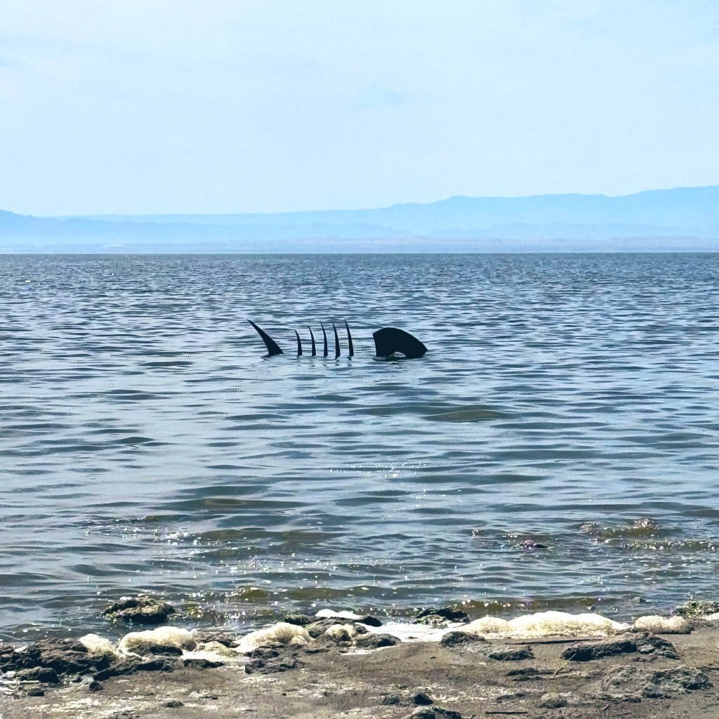 bwsaari's tweet image. back in the Salton Sea groove #BombayBeachBiennale