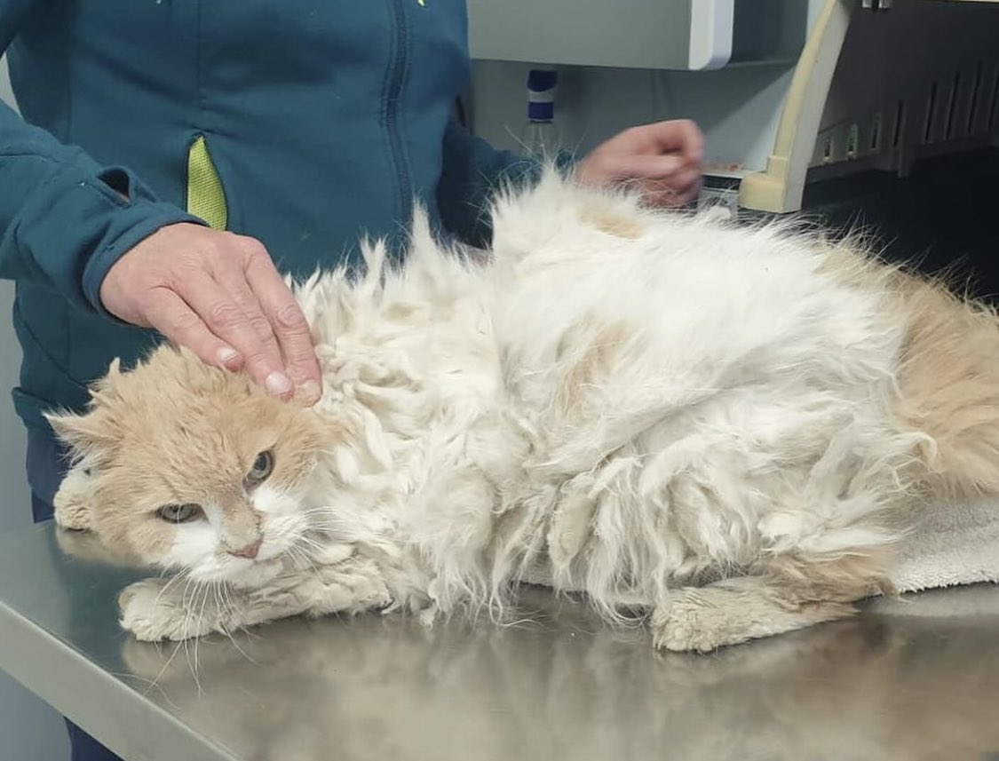 Neinei_rescue's tweet photo. Algún puto desgraciado tiró a este gato a la basura cerca de mi casa.
Es negativo en todo y poco más sabemos sobre él.
Está cerca de Barcelona y necesita urgentemente un hogar que le compense todo lo que ha tenido que pasar el pobre. https://t.co/ID1gSdT3Bm