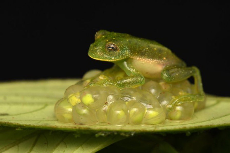 🐸🧬🦎SE BUSCA Docente investigador y curador para la mayor colección de anfibios de un país de sapos, ranas, cecilias y salamandras 🇨🇴 Ven trabaja en la maravillosa @UNALOficial como profesor de tiempo completo en pregrado y posgrado de Biología, mucho campo y curaduría #ICN