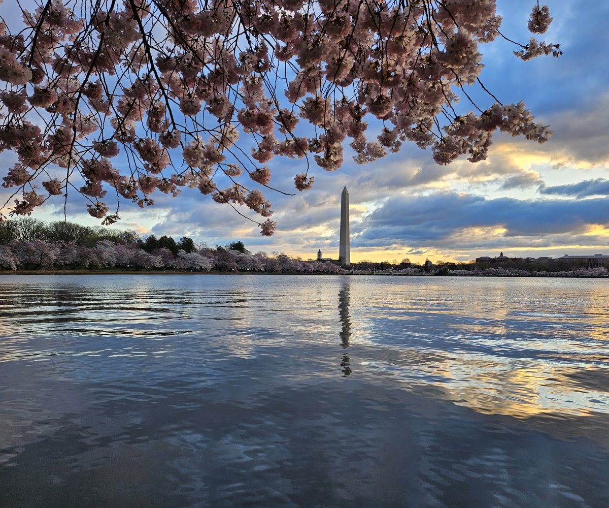 🌸🌸 DC Cherry Blossoms in Peak Bloom mode 🌸🌸 #WashingtonDC #CherryBlossoms #tidalbasin #SpringIsHere #landscapephotography @TheNationalMall @NationalMallNPS @spann @abc7gmw @capitalweather @CherryBlossFest @dcstormchaser @fox5dc @TuckerFox5 @JimCantore @CapitalPhotog