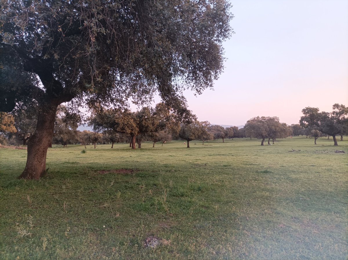 Mercè Palacios tweet media