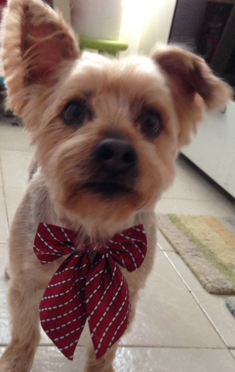 neat2tweet's tweet photo. #NationalPuppyDay https://t.co/3aIO9WYg5Y