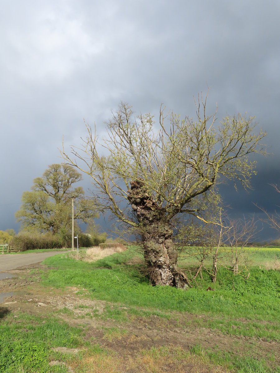 An ancient Elm pollard and a surviving mature Elm in the background in Shingay, Cambs today. My first Wheatear of the year in the next field was a nice bonus!