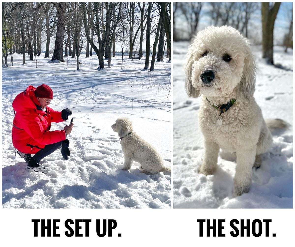 How the magic is made. A moment in the life of #DailyChester #sheepadoodle