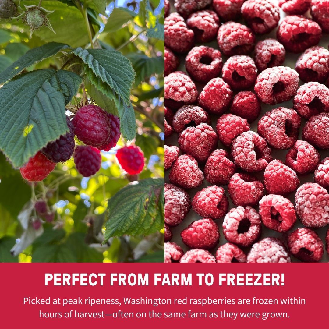 Ever wonder how Washington red raspberries go from the farm to your freezer? There's a year-round process of hard work and care that goes into producing the best raspberries around! redrazz.org/raspberries-10…