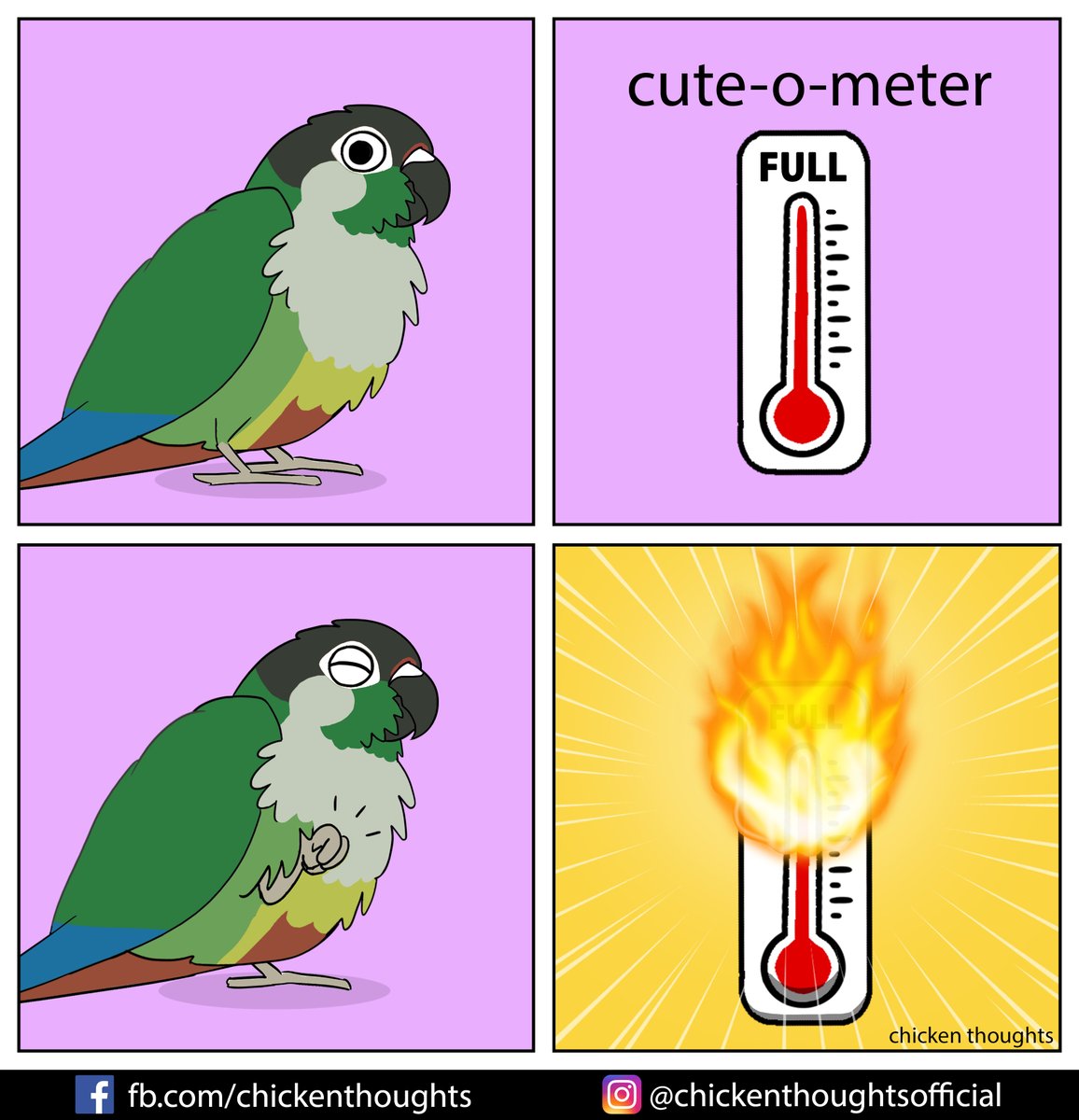 Featuring Patrick and Nicolette's conure Petrie!