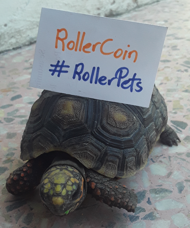 AlejoS2022's tweet photo. @rollercoin_com 🐢🌿💞As a good guardian, he is always looking for feet to bite. He also loves to eat a lot of food every day, he is about to turn 3 years old. #RollerPets
@Krimper_Cuba
https://t.co/Z8H1djEGb2 https://t.co/Nr3DpAQmqC