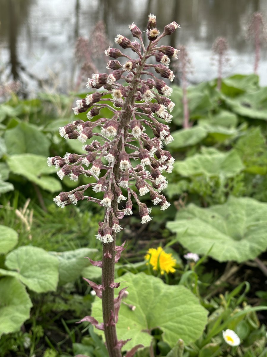 Groot hoefblaad, Butterbur, Petasites hybridus. #StreetBotany #WildflowerHourNL #Voorburg