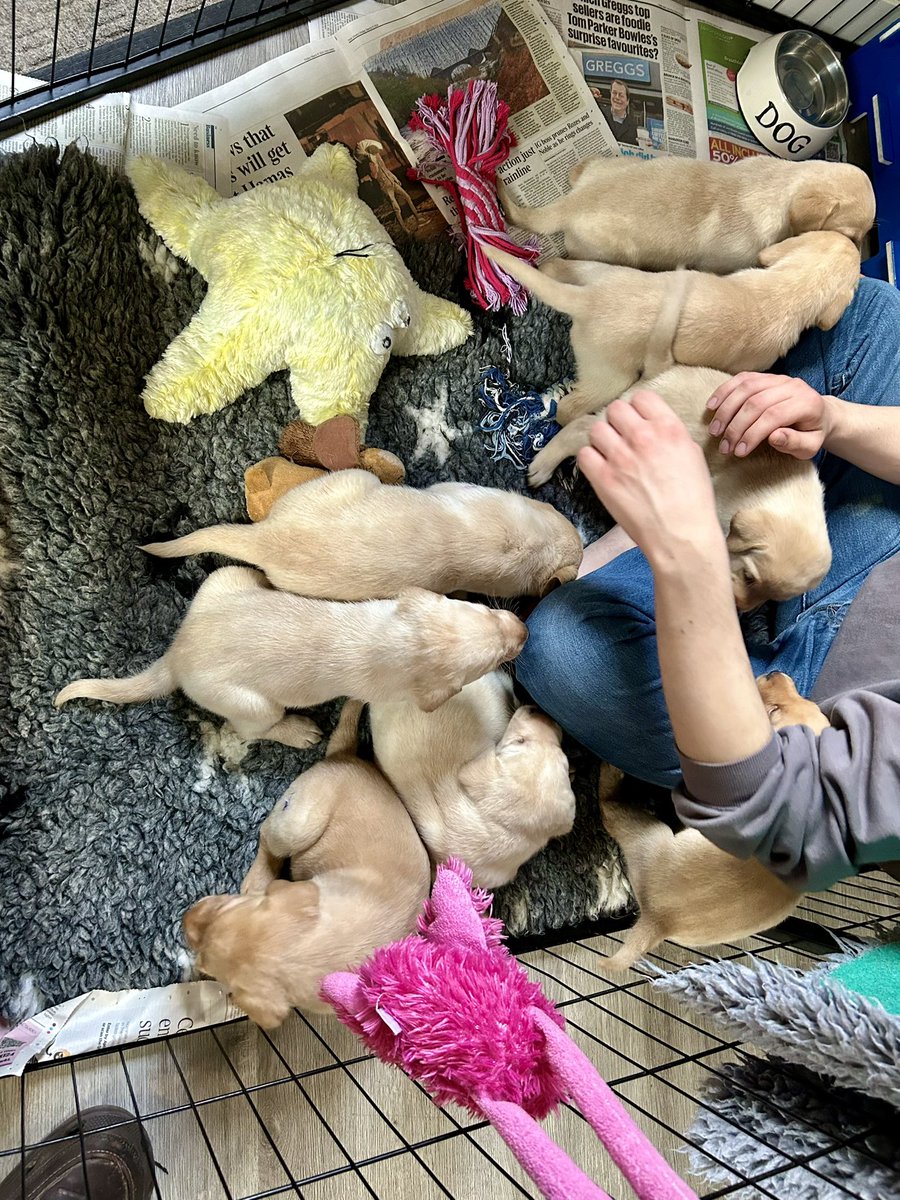 Our eldest just hit back from Uni. Straight in with pups.