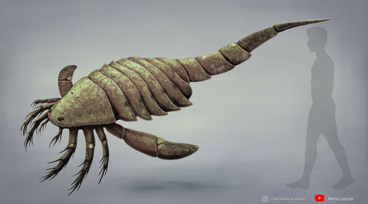 mariolanzas5's tweet photo. CARCINOSOMA (a big one) from my super fresh video on the Silurian Period: https://t.co/jpl8enfrC7 behold all the bichos 🦀🦞🦞🪳🕷️🦐🦐 #silurian #carcinosoma #eurypterida #paleoart https://t.co/QjEtsGqhME