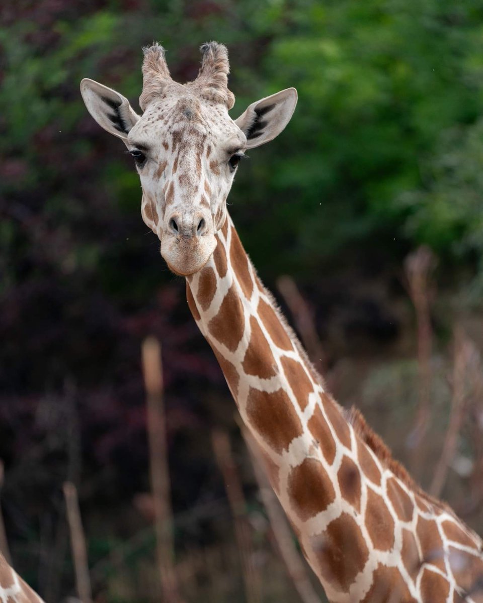 'Mash', 'Mash Man' or 'Uncle Mashama,' as he is affectionately known, is very gentle and is often one of the first giraffe in the herd to meet a new calf. The calves seem to enjoy his towering height and often stand underneath his long legs. Happy birthday!
