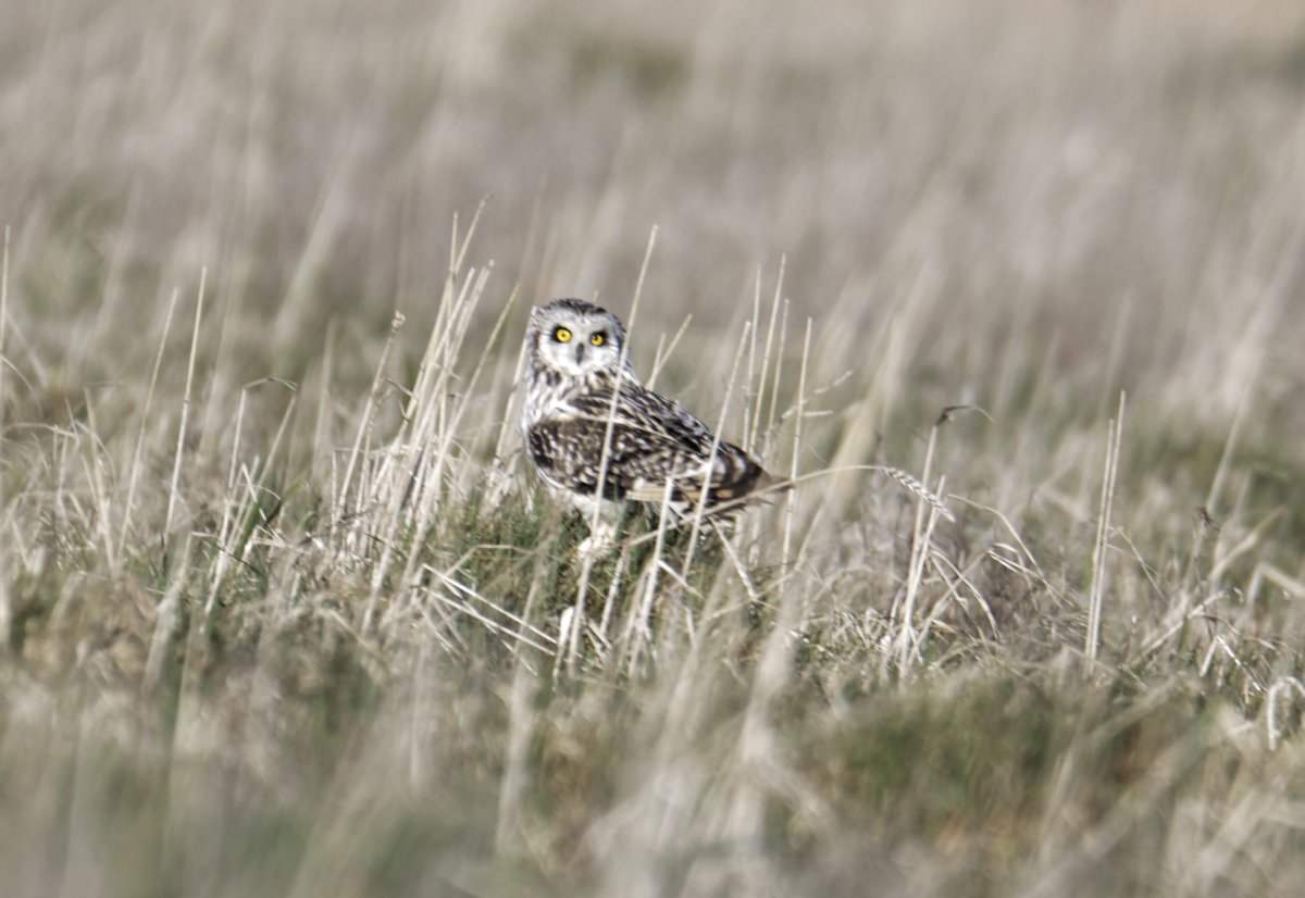 Fergal Stanley tweet media