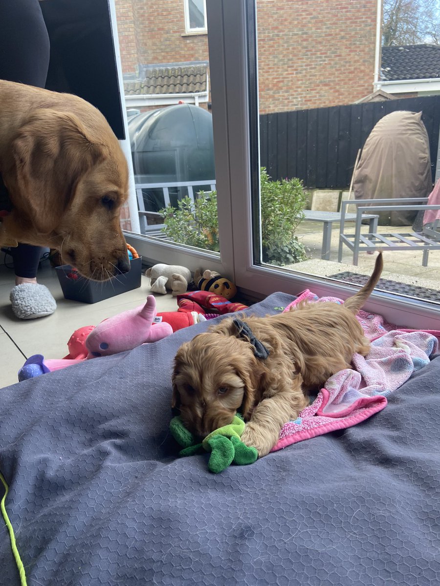 That’s siblings Molly and Lando both met and ‘tolerated’ today. 🙄😀🐶 @gymforthesoul @WeatherCee @AntrimLens @squinteratn @taramillstv @barbara_utv @iamfifig @Maidenbelfast @DermotNCosgrove @stephenblevins9 @RobbieButlerMLA