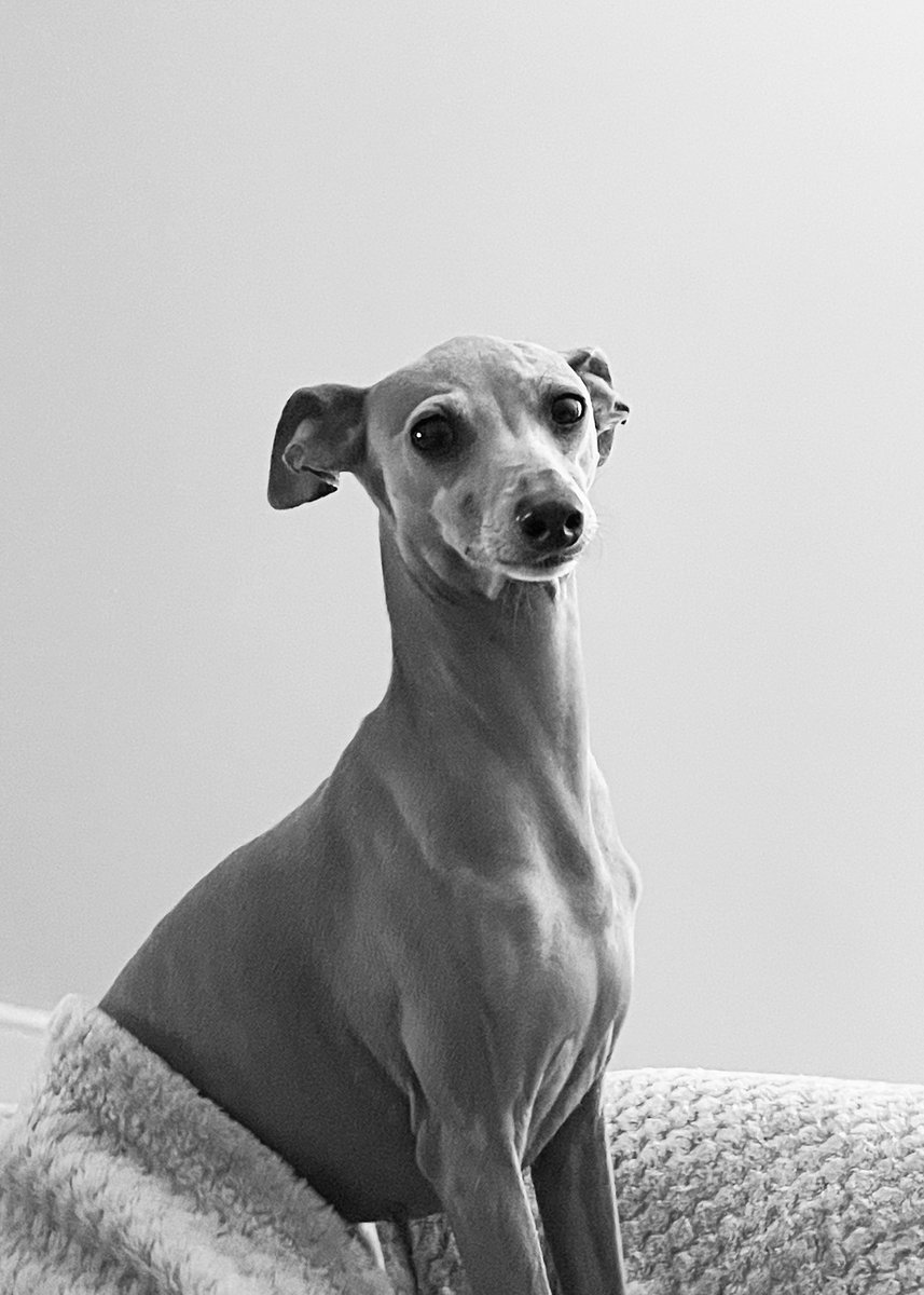 Sydney Suffolk tweet media