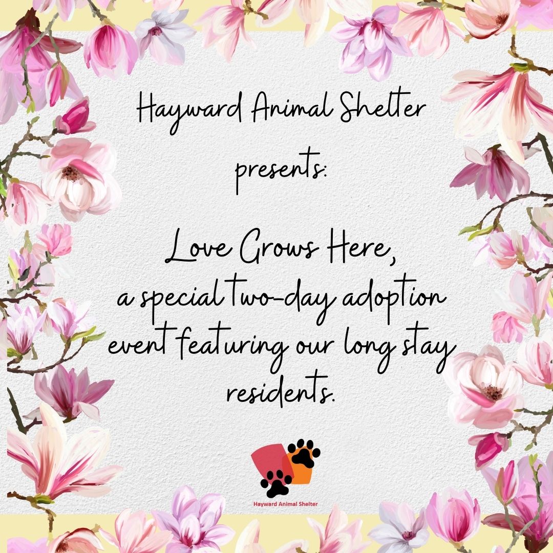 cityofhayward's tweet photo. Give some of our longest residents a fur-ever home during this two-day adoption event at the Hayward Animal Shelter. Sat., March 23, from 1- 5pm and Sun., March 24, from 12-4pm. 

Learn more at https://t.co/ot3MiUIXQo. https://t.co/fNZxl35XCn