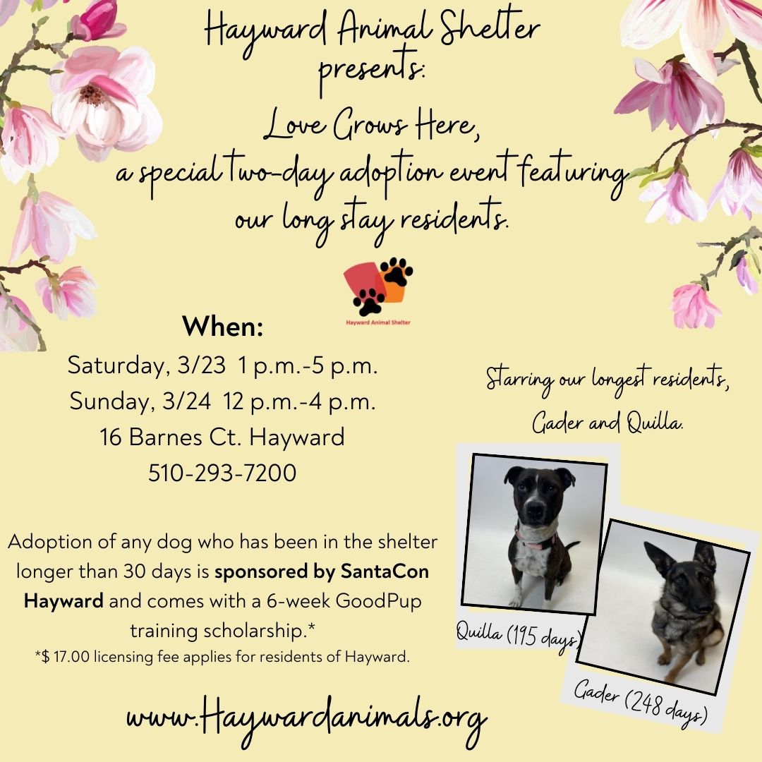 cityofhayward's tweet photo. Give some of our longest residents a fur-ever home during this two-day adoption event at the Hayward Animal Shelter. Sat., March 23, from 1- 5pm and Sun., March 24, from 12-4pm. 

Learn more at https://t.co/ot3MiUIXQo. https://t.co/fNZxl35XCn