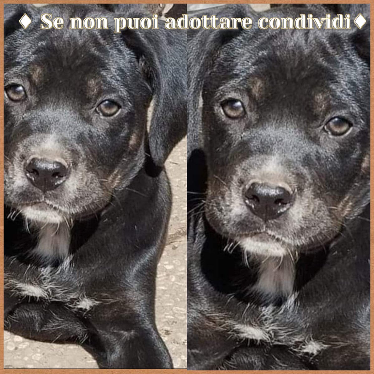 MI REGALI UNA CONDIVISIONE 😔 SIAMO DUE SORELLINE NERO VELLUTO ABBIAMO DUE MESI E MEZZO, TAGLIA MEDIA CONTENUTA, DAL CARATTERE MERAVIGLIOSO SIAMO A NAPOLI CI SARÀ UNA MAMMA ANCHE PER NOI😔 MANDATE UN MSG ALLA TATA SU WHATSAPP 3468470531 Cani di Somma