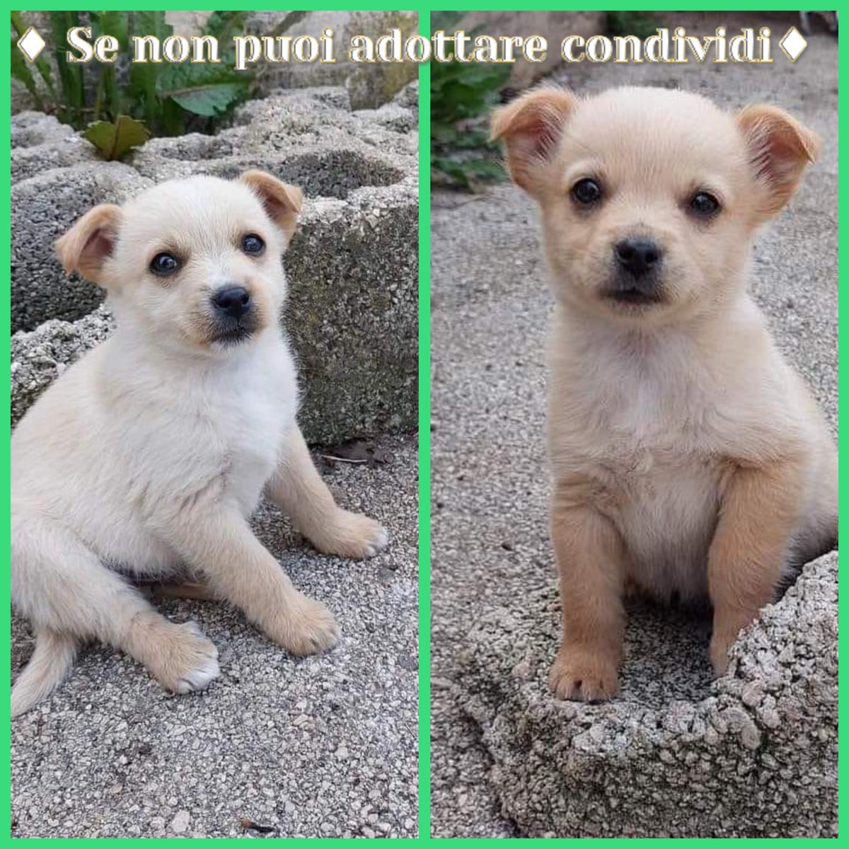 LI VOGLIONO MANDARE IN CANILE‼️ SE NON TROVIAMO UNA FAMIGLIA PER LORO QUESTA SARÀ LA TRISTE SORTE ALLA QUALE SONO CONDANNATI 😥🥺 NON SOPRAVVIVEREBBERO ALLA DURA VITA DEL CANILE 😥😭 KUMO E AYLE HANNO 2 MESI FUTURA TAGLIA PICCOLA!!!! SI AFFIDANO DAL CENTRO AL NORD MEDIANTE