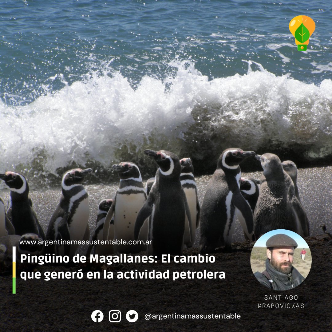🐧 La muerte de miles de pingüinos patagónicos por empetrolamiento en los 90 obligó a que las empresas petroleras hagan cambios en su actividad. “Fue un crimen ambiental”, afirma Santiago Krapovickas, gerente del Programa de @wcsargentina 🍃 Nota: argentinamassustentable.com.ar/?p=14881