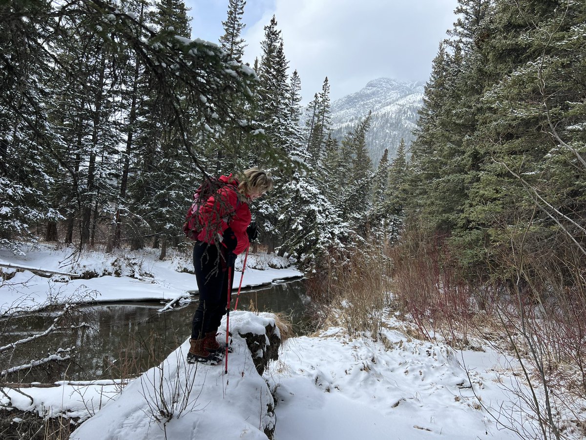 Denise13F's tweet image. I switched out the first for the second. The snowmelt &amp;amp; icy conditions required a larger spike to keep me upright. Winter snow hiking is fun &amp;amp; the right equipment keeps it fun. Running is easy in comparison to this type of hiking. #SpringTraining #HalfMarathonTraining #MyStory
