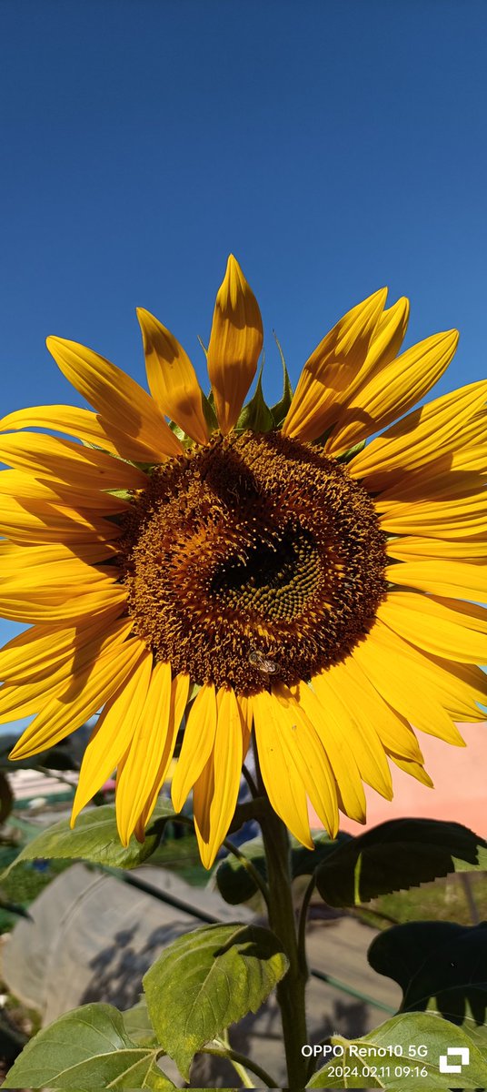 Swane47688833's tweet photo. Rise and shine Sunday🌻🌻🌻
Good morning everyone!
Have a blessed weekend!
#StaySafeAndStrong
#PalmSunday2024 https://t.co/a5A0fFTlRd
