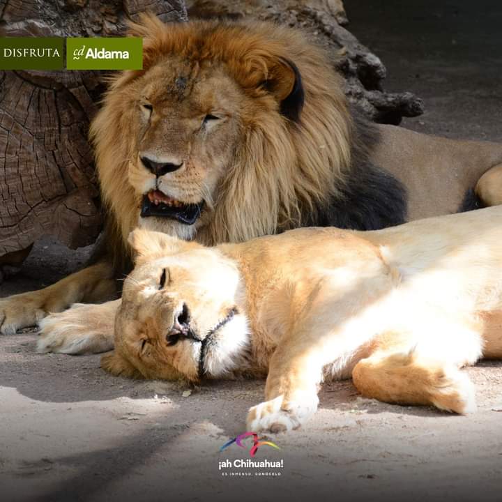 ahChihuahua's tweet image. ¡Conoce el Zoológico de Aldama!🦁

Aquí encontrarás una gran variedad de fauna salvaje, sin duda muy interesante para todas las edades.🐅🦚

#ChihuahuaEsInmenso 
#Aldama 
#Zoológico