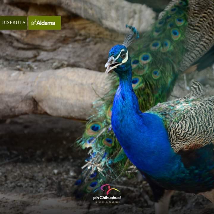 ahChihuahua's tweet image. ¡Conoce el Zoológico de Aldama!🦁

Aquí encontrarás una gran variedad de fauna salvaje, sin duda muy interesante para todas las edades.🐅🦚

#ChihuahuaEsInmenso 
#Aldama 
#Zoológico