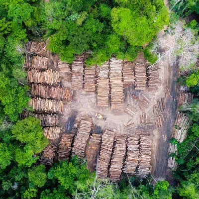 Our backyard is the preserved forest.

The Bioma Eco Project invests in Ecotourism in the Amazon, you too can be a part of it!