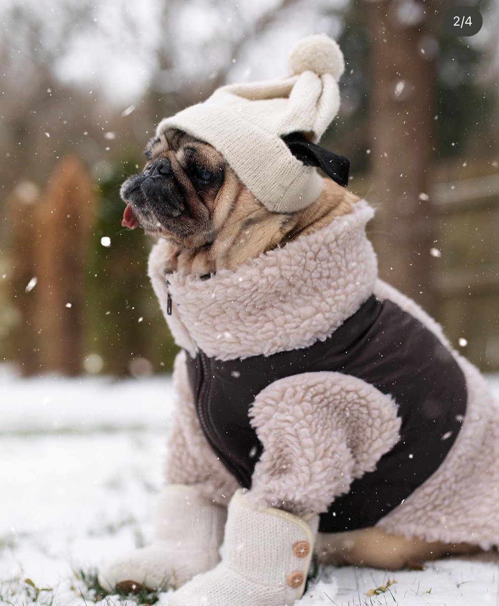 solpugwifhat's tweet photo. @JakeGagain $PUG DESERVES IT!

https://t.co/o7dr94x2i2 https://t.co/YZlaVVZL0P