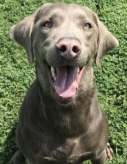 gypsyfootprints's tweet photo. Frankie is a 5 y/o sweet silver lab that I placed with a lady 2 years ago, who absolutely adored her.  Frankie’s owner got sick &amp; suddenly passed a few weeks ago. She is back with @BrooklineLabs looking for someone to adopt her. #AdoptDontShop Please help her find a home again. https://t.co/LgXWWsWztU