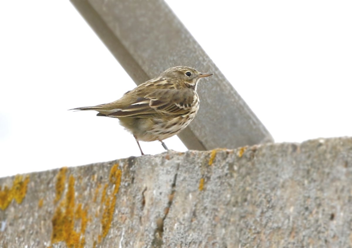 Here are some more images of the birds from Dungeness the other day: This is a Meadow Pipit arriving on the wall. Enjoy! @Natures_Voice @NatureUK #BirdsSeenIn2024