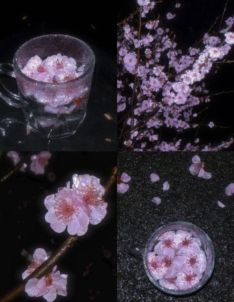 piinkimi_'s tweet photo. cherry blossoms at night https://t.co/YkM6LGxqZx