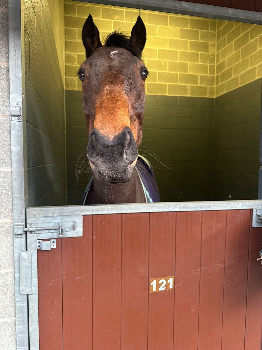 Euchen Glen who’s going to be our 1st turf runner of 2024 traveled well down to @DoncasterRaces preparing for tomorrow’s meeting, @PMulrennan rides!