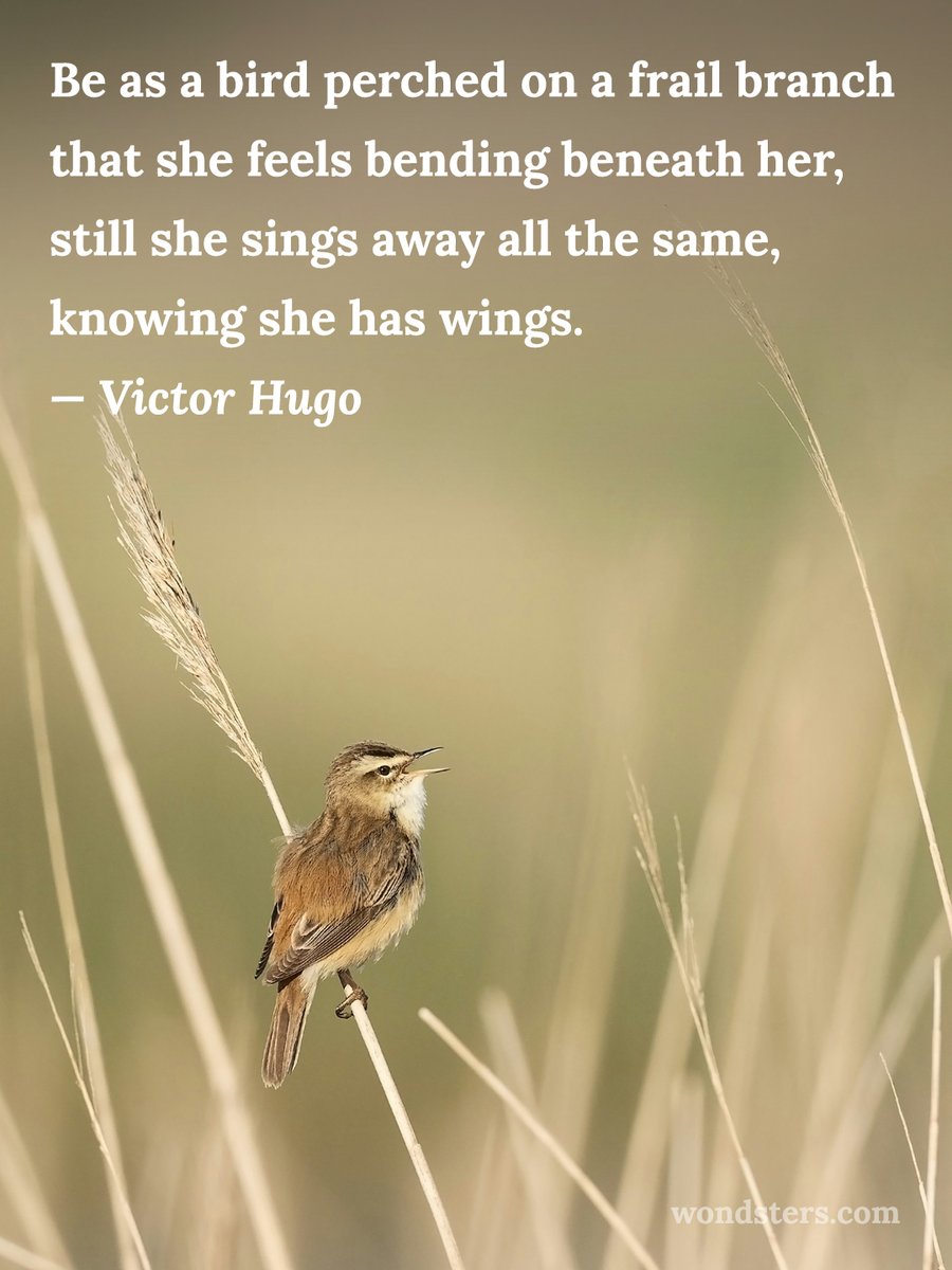 wondsters's tweet photo. #birds #sedgewarbler #naturelover #quotes #VictorHugo https://t.co/XJsmbG7r4y