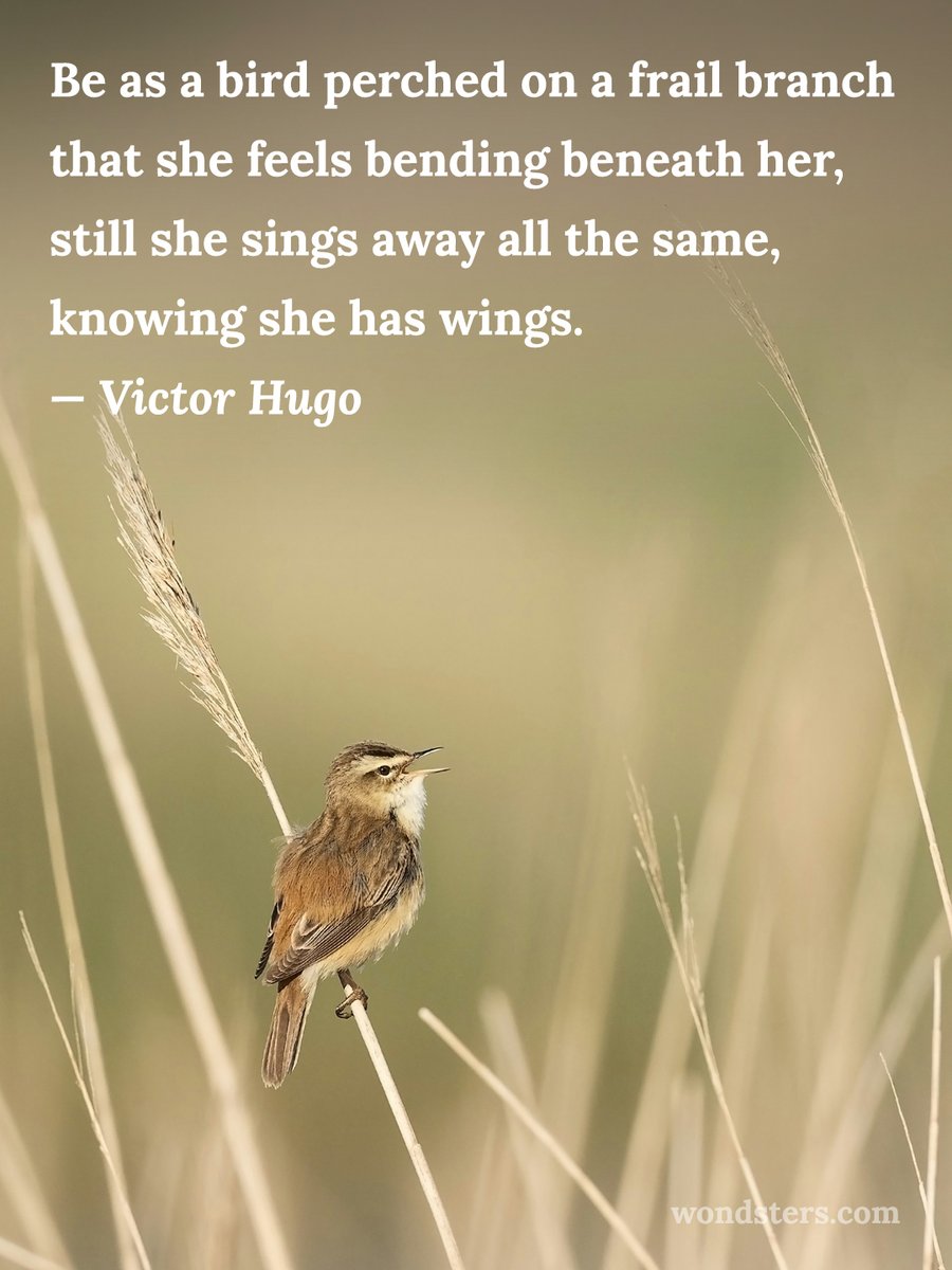 #birds #sedgewarbler #naturelover #quotes #VictorHugo