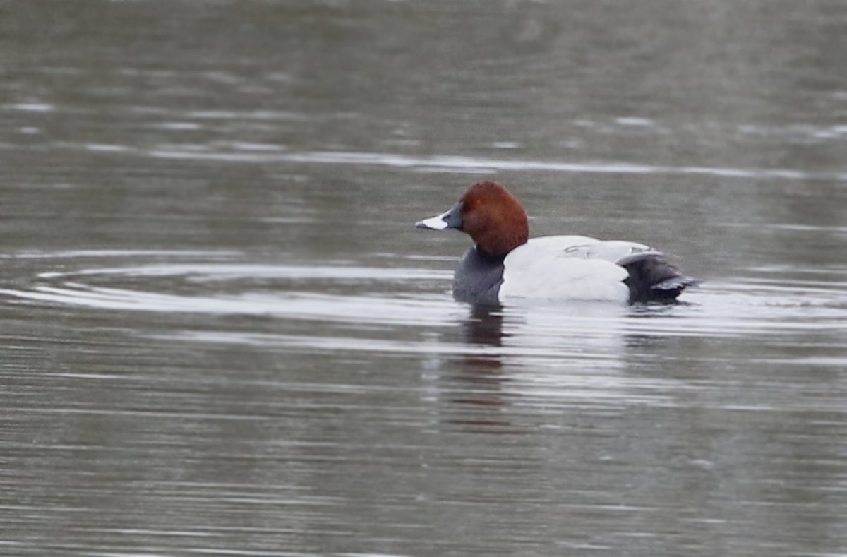 Here are some more images of the birds from Dungeness the other day: This is a male Pochard swimming by. A handsome bird with his red/brown head & red eyes! Enjoy! @Natures_Voice @NatureUK #BirdsSeenIn2024