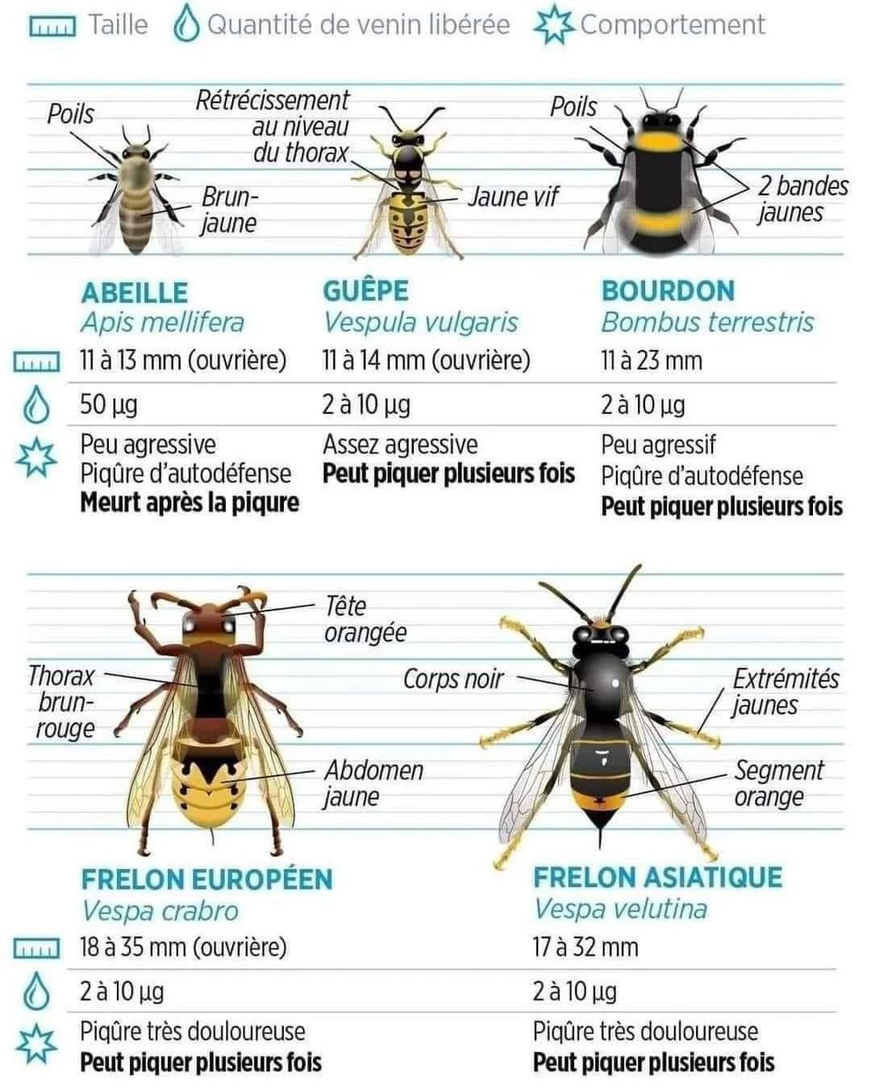 Insect season 🐝 is starting slowly. Here is a little poster so you can better differentiate between bees, wasps, bumblebees, European hornets and Asian hornets. @TheBabylonBee @Beenetworkintl @beemuhamma