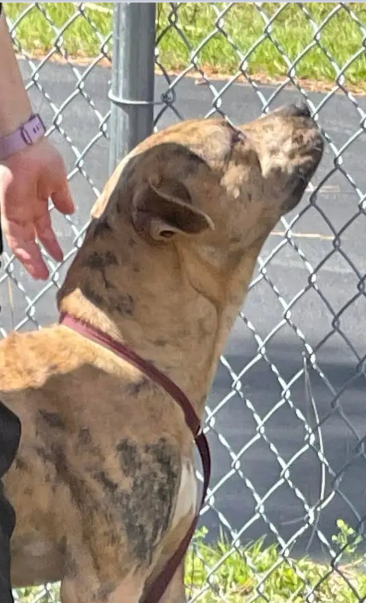 fisherwoman6234's tweet image. 🆘Red 🆘 was given an extension 🔥🔥 it’s up⌛️⌛️
He Dies 3/24 10am #LeeCountyFl #FtMyers 
#DogsofTwitter 🆘
Adopt 💔Foster💔Pledge 
❌❌❌❌❌❌❌❌❌❌