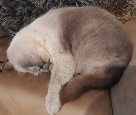 BudVZab's tweet photo. I'm sorry for forgetting, happy #Caturday ! To make up for it here's some super cute ones
#DailyCloudTheCat #DailyCloud #Cat #CatsofTwitter #CatsOfTwitter https://t.co/cS3kxGjVJL
