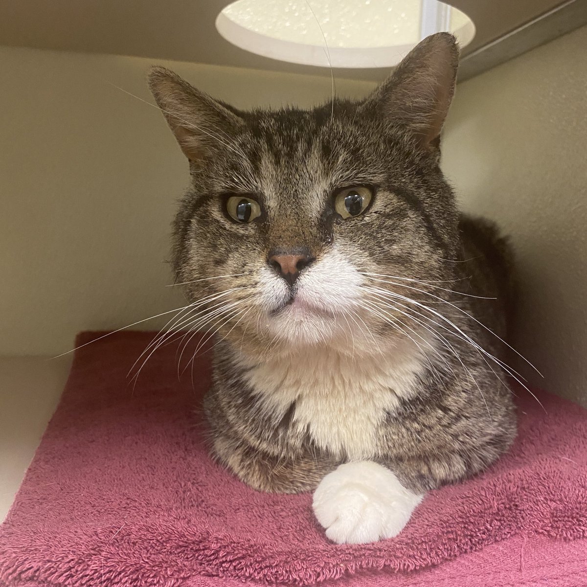 Meet Blimp, our chubby-cheeked boy. He’s a little shy at the moment and would love a home where he can relax and decompress. He’s six years old and located in Blackwood, NJ. 

#catlover #sheltercat #adoptacat #tabby