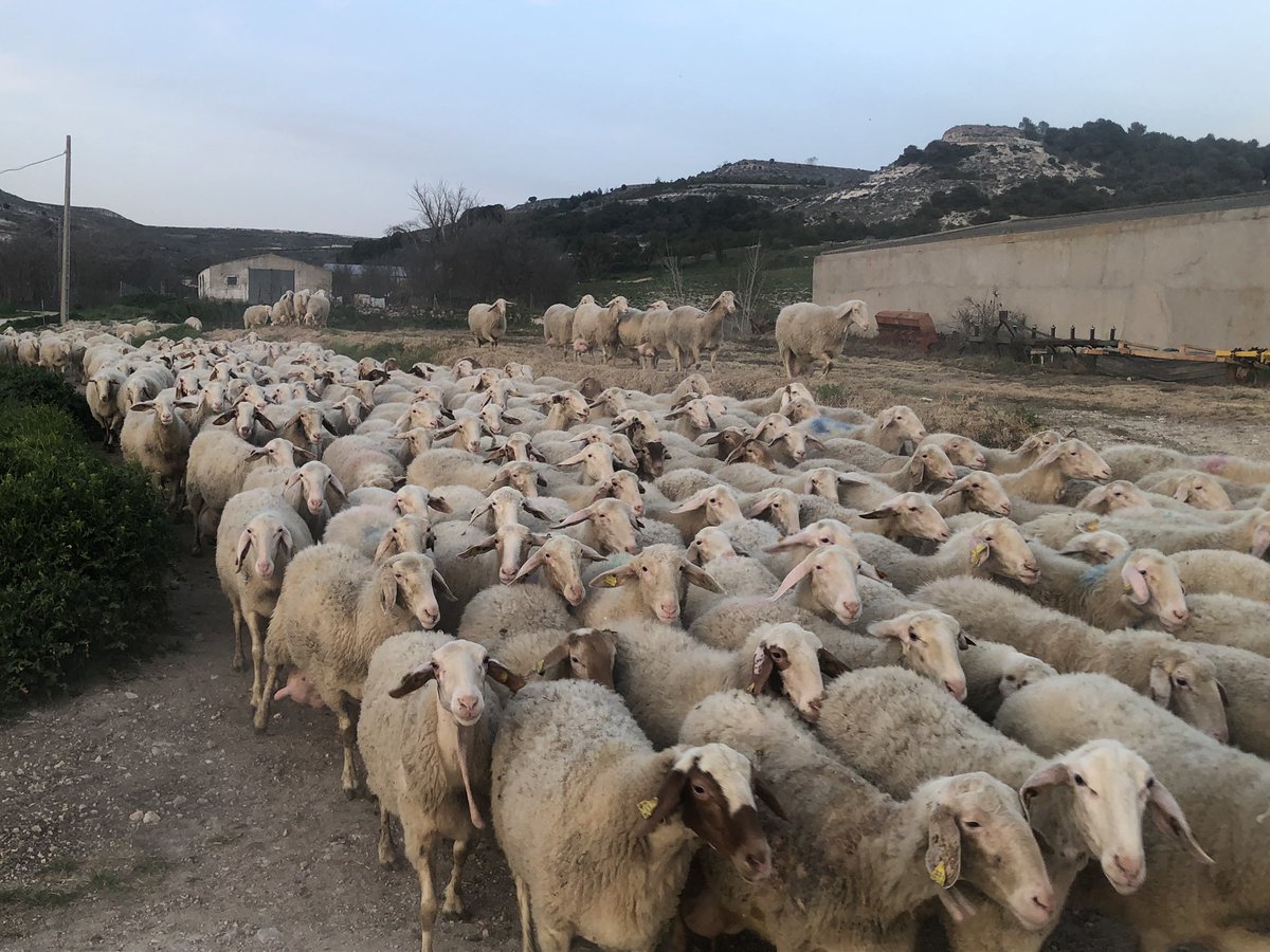 Benito_Navarret's tweet photo. Roberto pastoreando las ovejas, la alegría está en el campo #Rabano https://t.co/GHhTC9IS7i
