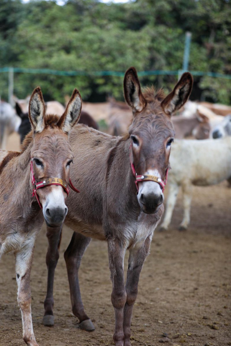 👋Good Evening with love from a few more of our sanctuary residents in Israel; Hamish, Jane, Jenga, Gali & Anna 🥰🫶
 #SanctuaryLife #AnimalRescue #DonkeySanctuary #DonkeyLove #Supportcharity