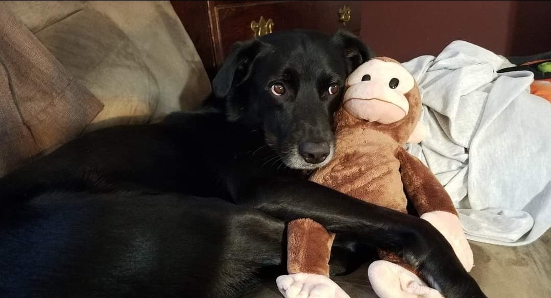 sushiandrunt's tweet photo. Sam crossed over the rainbow bridge today 🌈 .
He was a good boy and brought joy to many.
We love you Sam. Rest in peace. 😢 https://t.co/t0QjH1xqV9