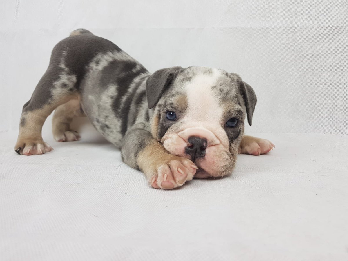 Happy #NationalPuppyDay pawfriends❤️🐾🥰 #bulldog #fyp