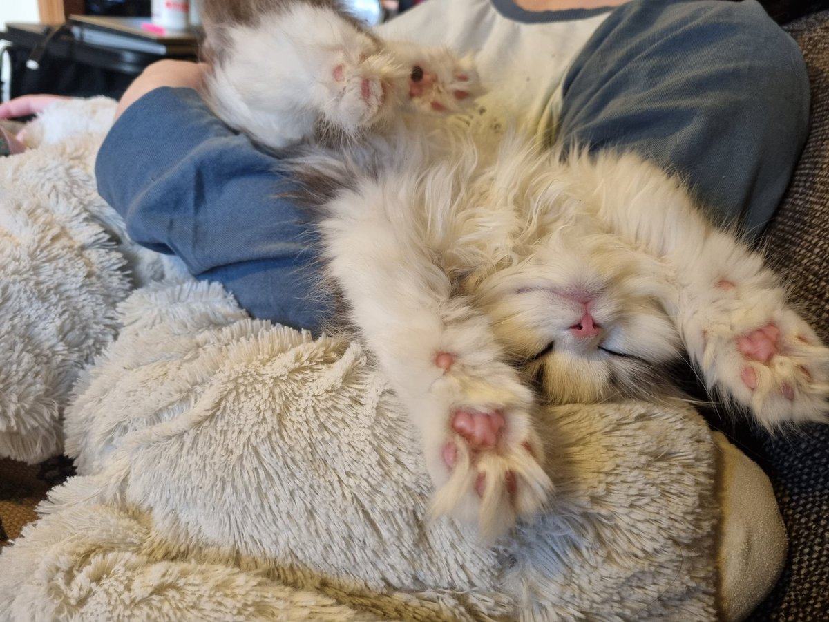 Om Saturdays we like to nap with our paws in the air like we just don't care. #ScottishFold #ScottishStraight #CatsOfTwitter #CatsOnTwitter #CatsLover #CatsOfX #CatsOnX