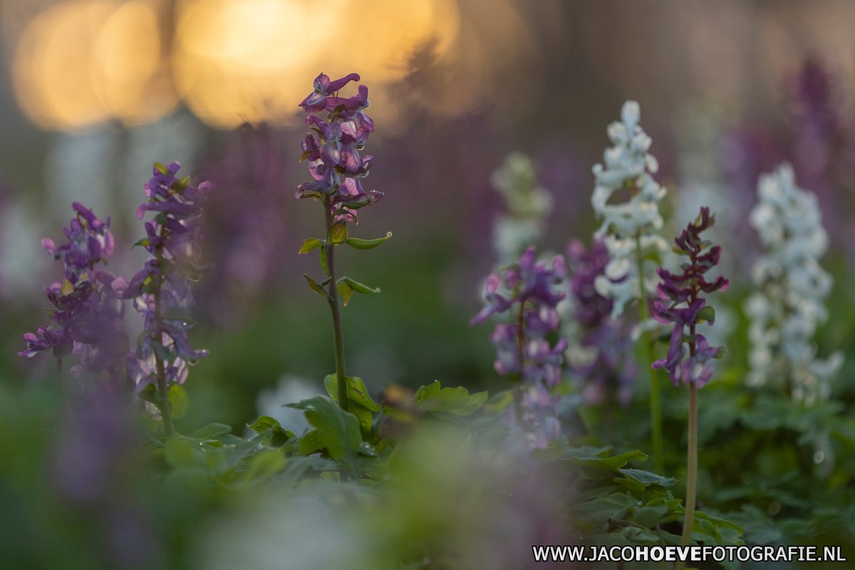 JacoHoeve85's tweet photo. Het is weer tijd voor de #holwortel!

#Dickninge #drentselandschap @drentslandschap #DeWijk #natuur #natuurfotografie #nature #naturephotography #jacohoevefotografie https://t.co/xzm3vlYNUW