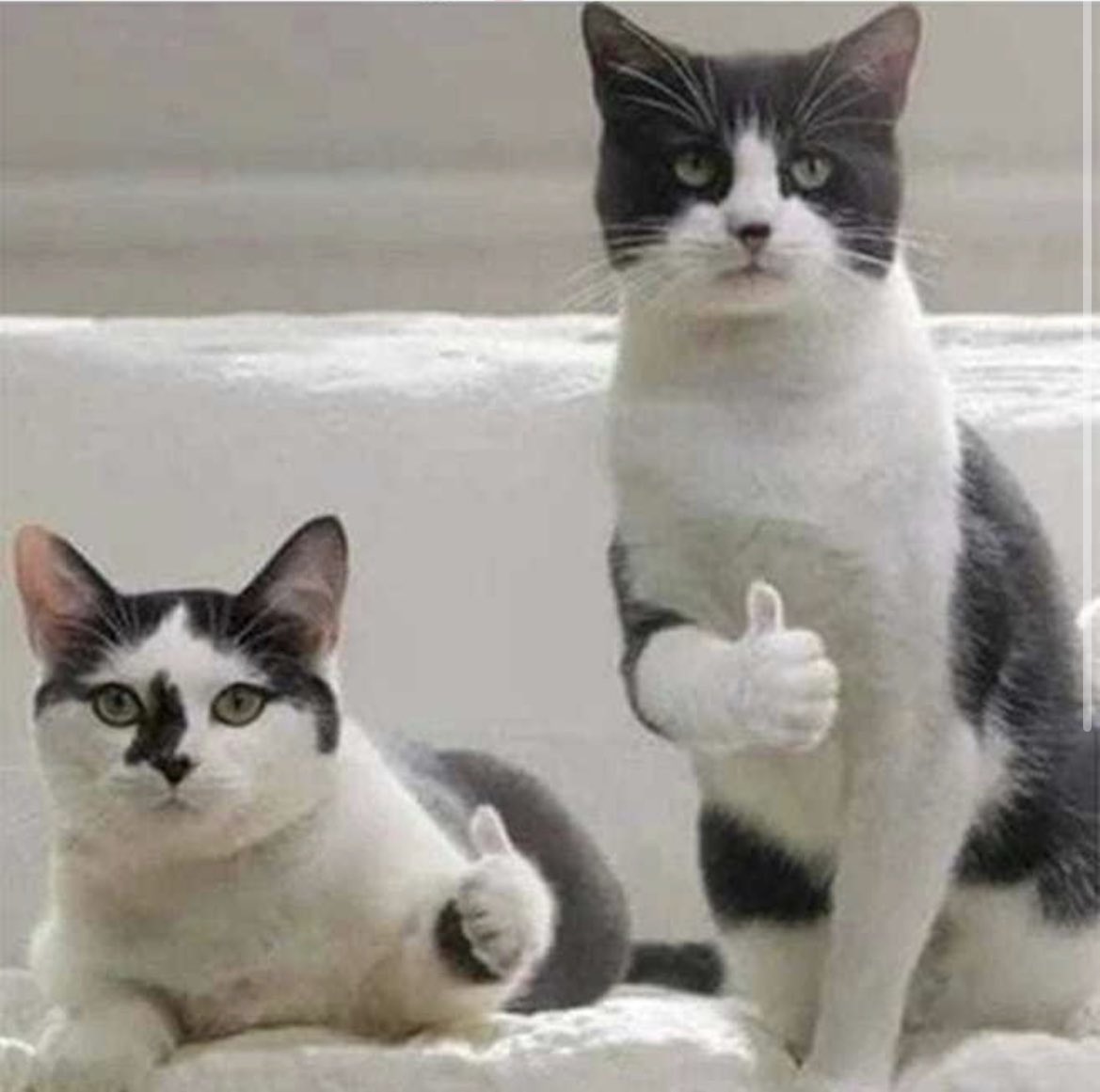 NekoBSC's tweet photo. 1,000,000 $NEKO burned on a single transaction🔥 
Total supply now 700,000,000 
#BSC #BNB #bscgem #crypto #memecoin #Memecoin2024 https://t.co/Bp6tuLrDHa
