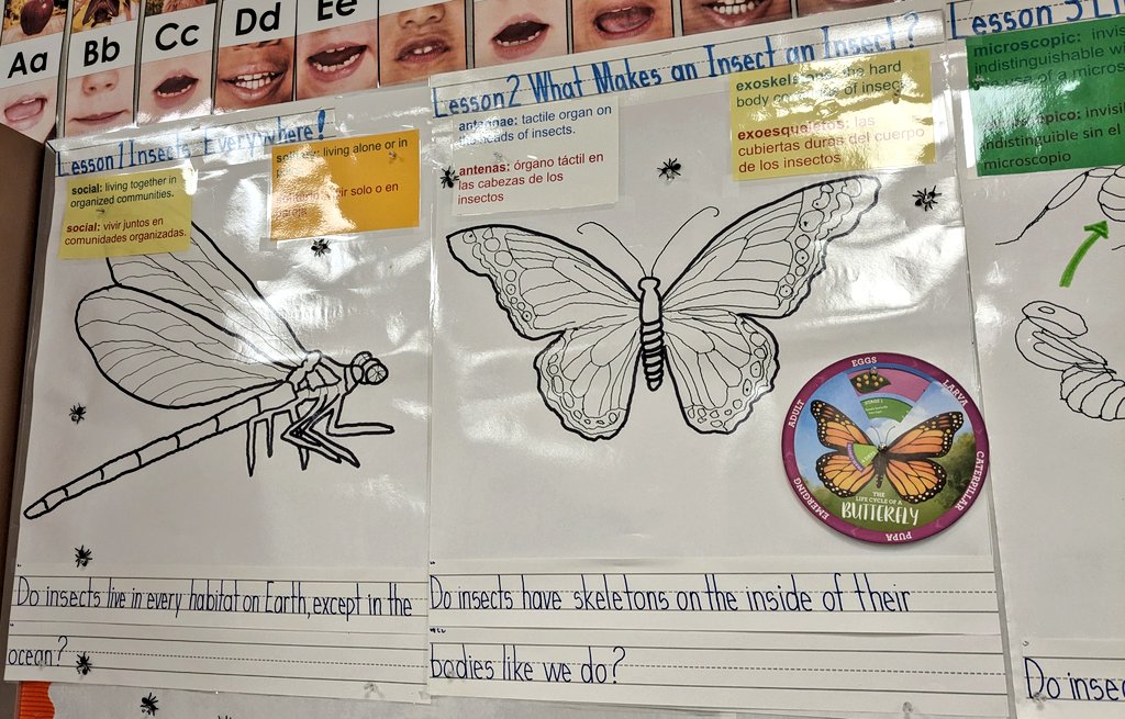 @amplify #CKLA Grade 2 #Insects Bringing the units to life to emergent bilinguals by using #realia in Mr. Sarrazola's @BusseyES_AISD @CurriculumMatrs @maty_orozco @BarrsJamie @hlmorales1