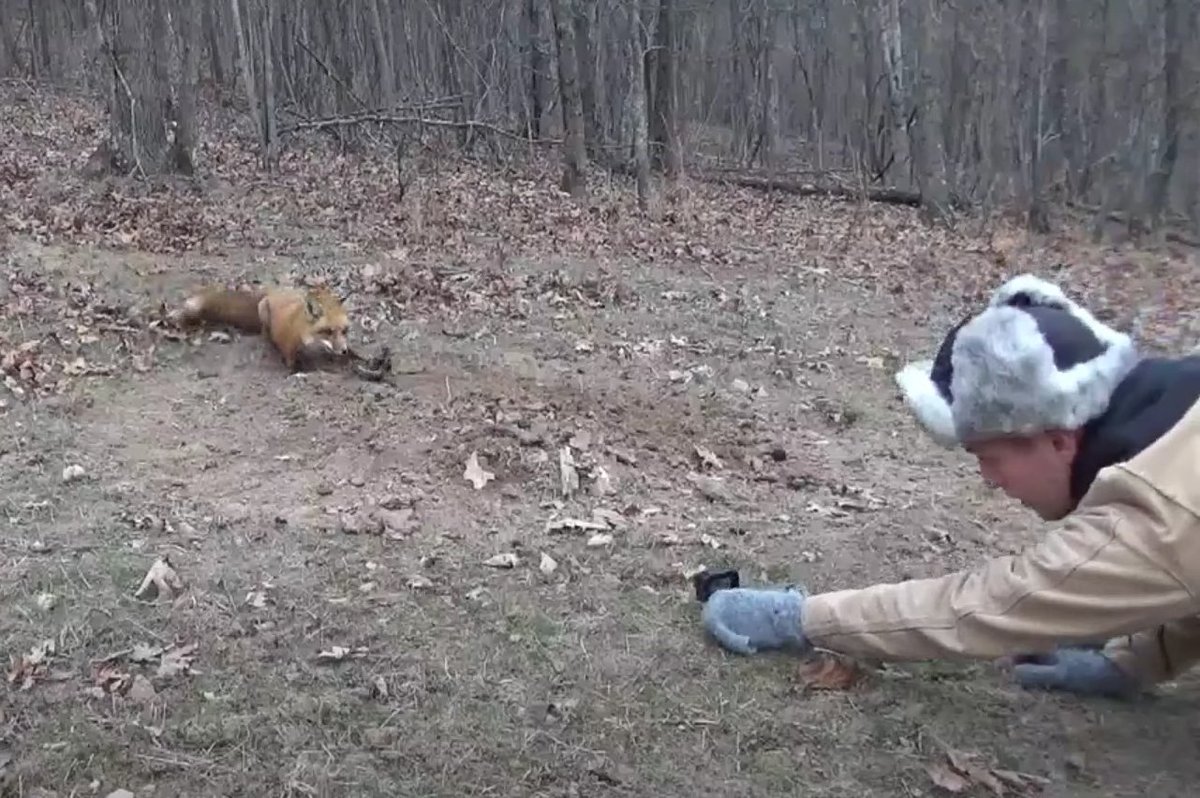 A trapper setting up a camera so he can take gloat pics of his trapped and suffering red fox. He had a buddy document the process apparently. This is just more proof that #TrappingIsASickness 

#BanTrapping #ProtectWildlife #CompassionOverKilling #NHCART